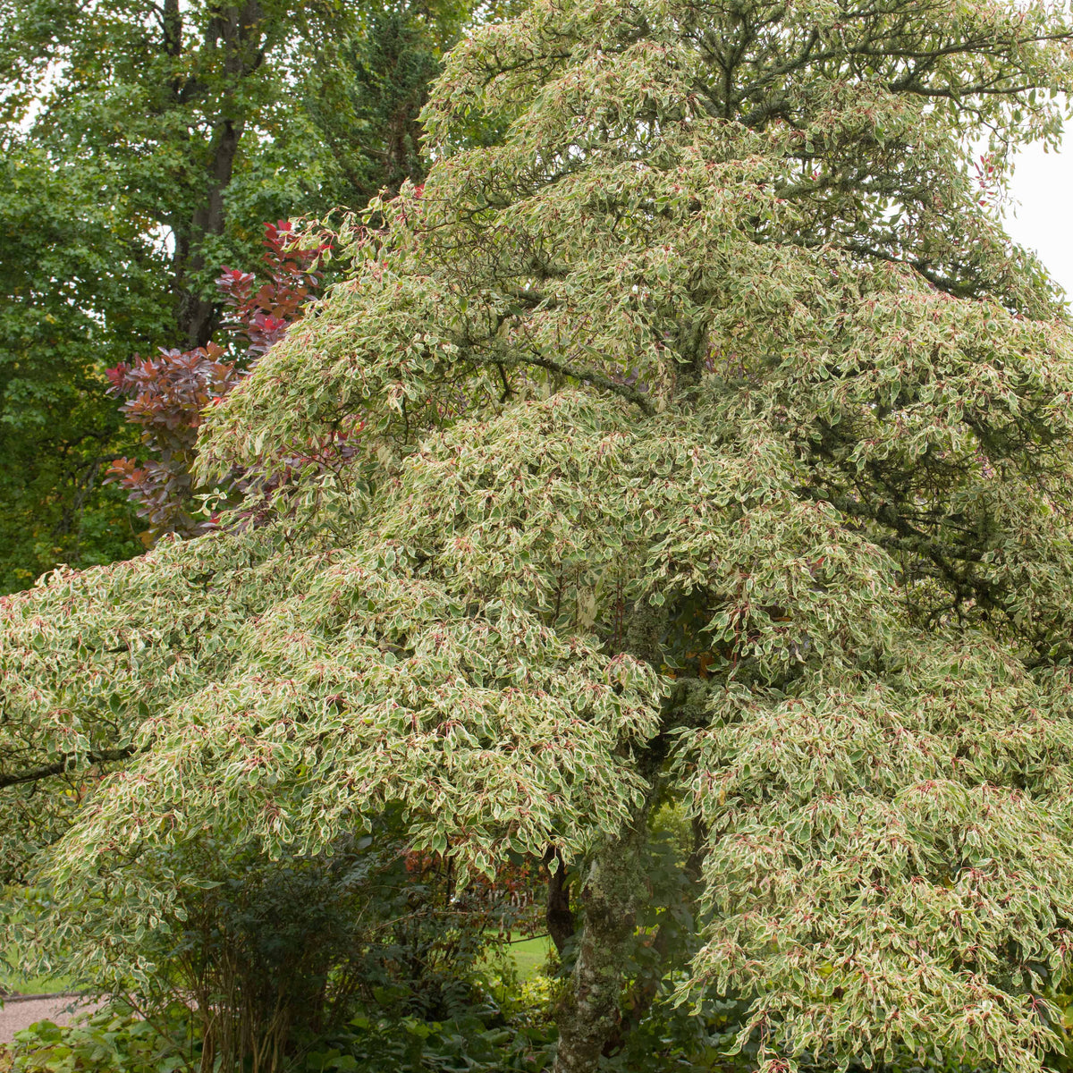 Fargesia scabrida, cornus controversa, acer palmat - Bamboe, Reuzenkornoelje, Japanse esdoorn (x3) - Heesters
