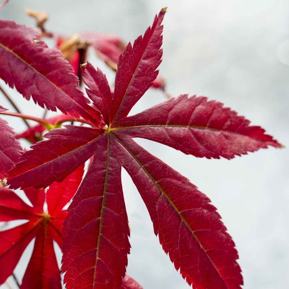 Heestercollectie: Paarse esdoorn en gouden Mexicaanse sinaasappel (x2) - Acer palmatum Atropurpureum , Choisya ternata Sundance Lich