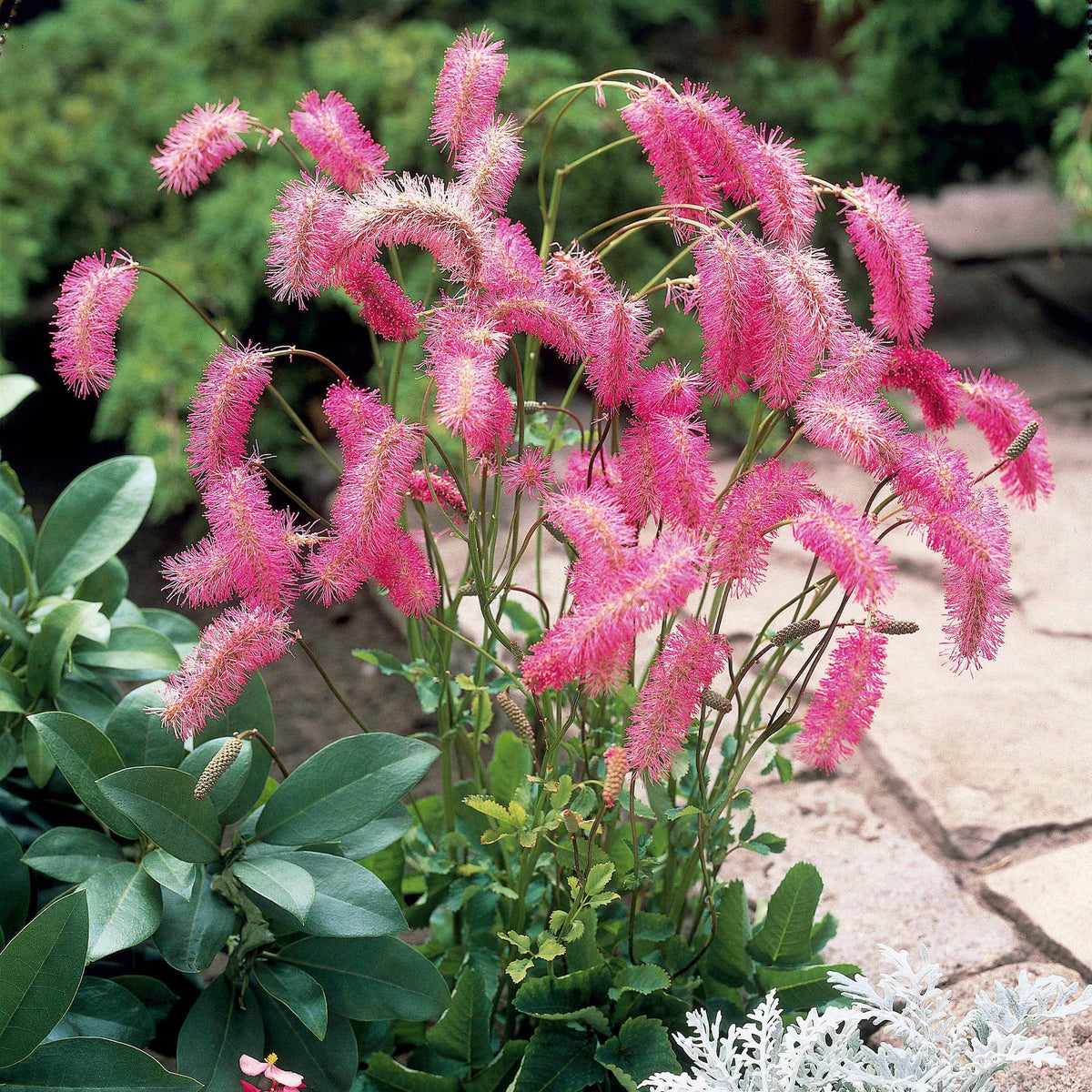 Verkoop Pimpernel + Virginische ereprijs Mix - Sanguisorba obtusa, Veronicastrum virginicum Cupid