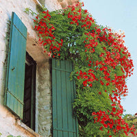 Trompetbloem 'Stromboli', Kamperfoelie - Campsis radicans stromboli, lonicera periclymenum - Heesters en vaste planten