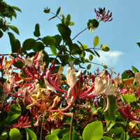 Trompetbloem 'Stromboli', Kamperfoelie - Campsis radicans stromboli, lonicera periclymenum