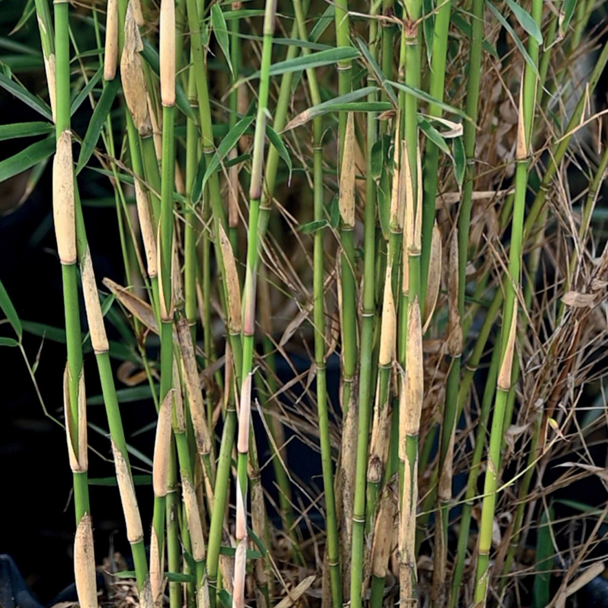 Collectie van niet woekerende bamboe (x2) - Fargesia robusta campbell, fargesia scabrida asian wonder - Plantsoort