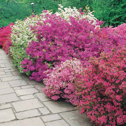 Collectie Japanse Azalea's (x3) - Bakker
