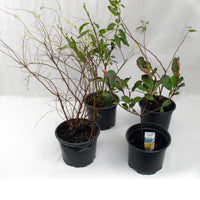 Voorjaarshagen collectie (x4) - Photinia, Forsythia, Spireae Grefsheim , Chaneomeles - Tuinplanten