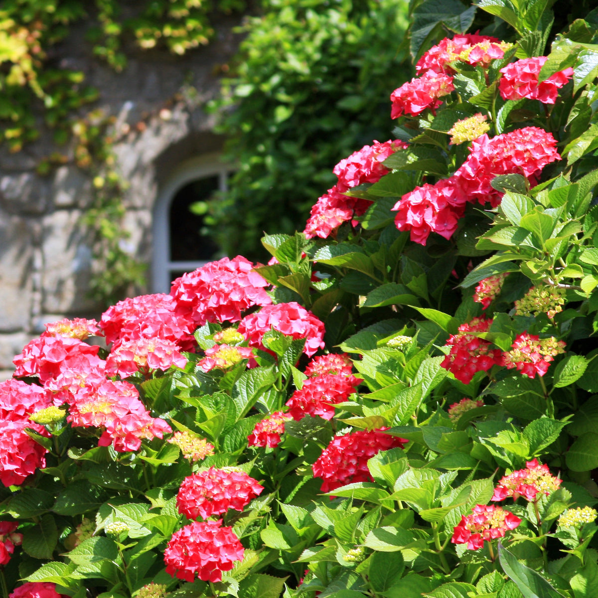 Hortensia macrophylla - Collectie rode en blauwe hortensia's (x4) - Hydrangea macrophylla