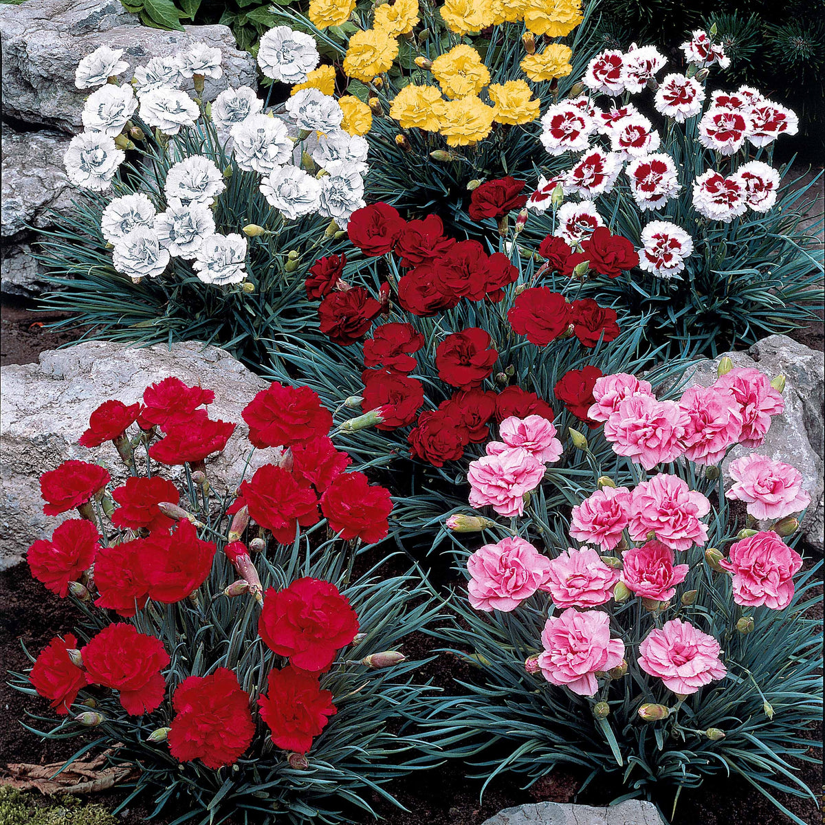 Anjer Mix 'Grenadine Red' + 'Sharlaken' (x6) - Bakker
