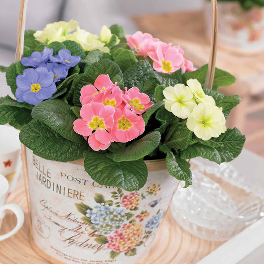 Sleutelbloem gemengd (x3) - Primula candy mix - Tuinplanten