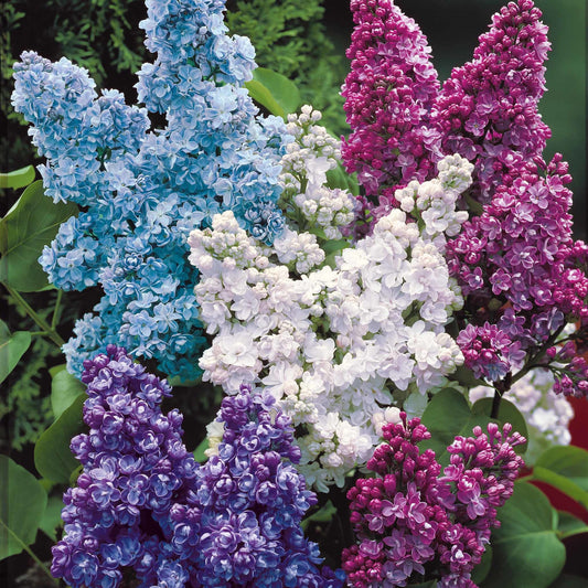 Collectie dubbele seringen: blauw, rood, lila, wit (x4) - Syringa vulgaris - Tuinplanten