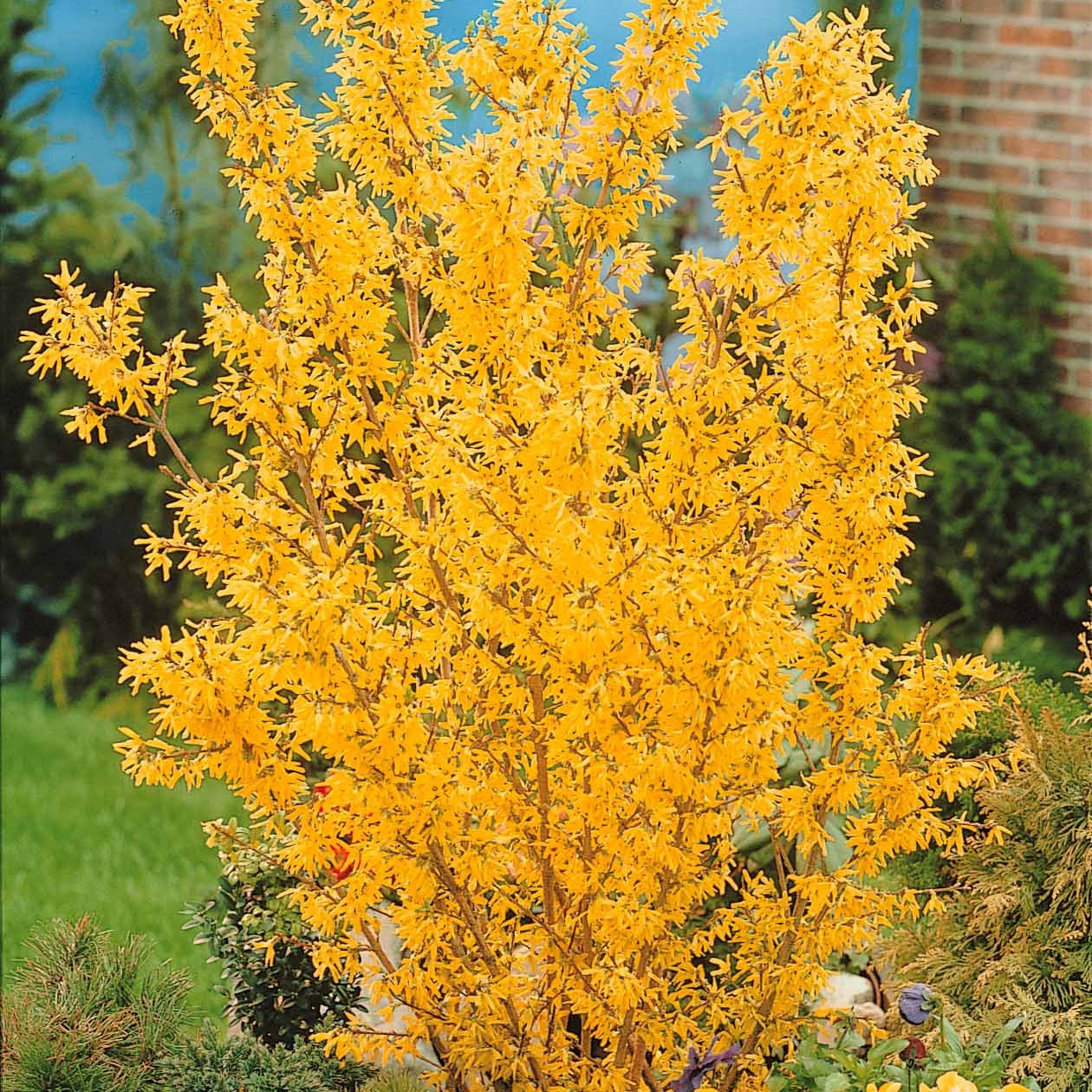 Collectie van heesters : Forsythia en Judasboom (x2) - Cercis siliquastrum et forsythia x intermedia spectabilis - Tuinplanten