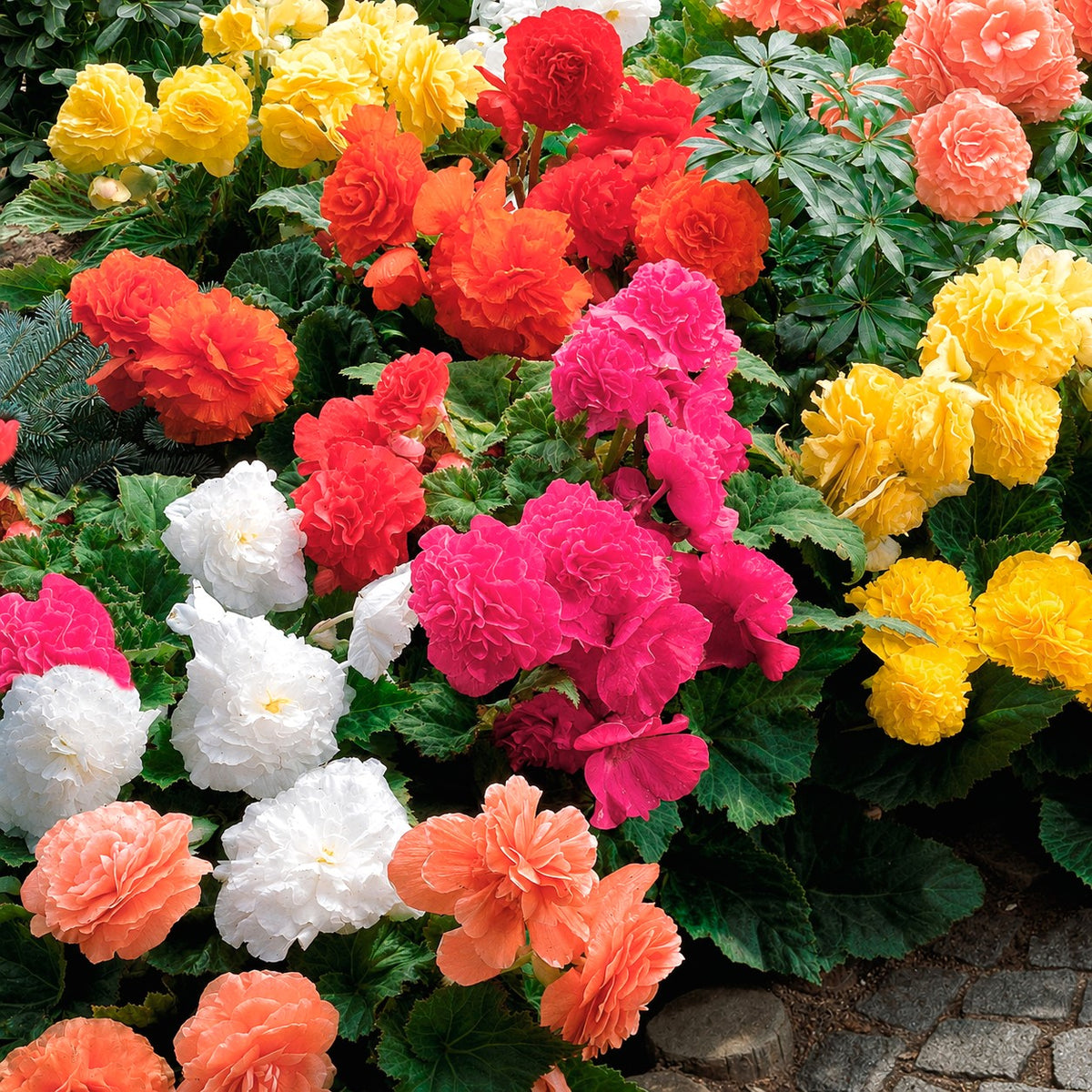 Dubbelbloemige begonia Mix - Bakker