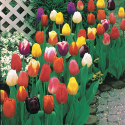75 Triumph Tulpen gemengd - Bakker