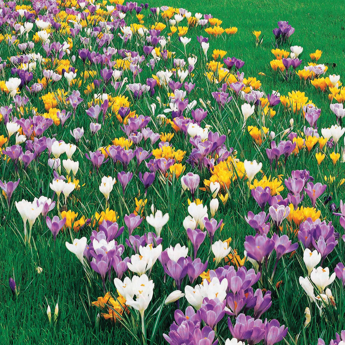 100 Krokus Grootbloemig gemengd - Crocus vernus - Bakker