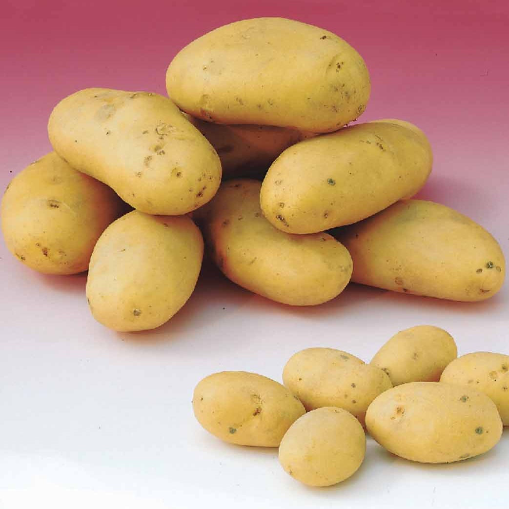 Aardappel 'Caesar' - Bakker