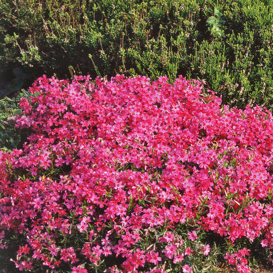 Borstelvlambloem roze - Phlox subulata - Tuinplanten