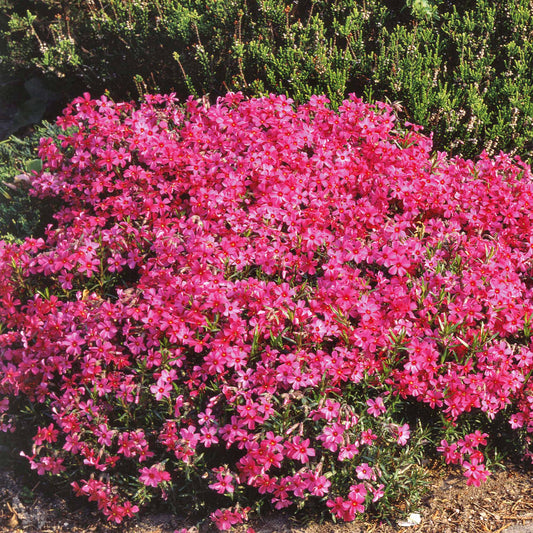 Borstelvlambloem Moerheimii roze - Bakker