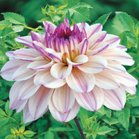 Dahlia flashback - Decoratieve Dahlia's 'Flashback' (x3) - Dahlia 