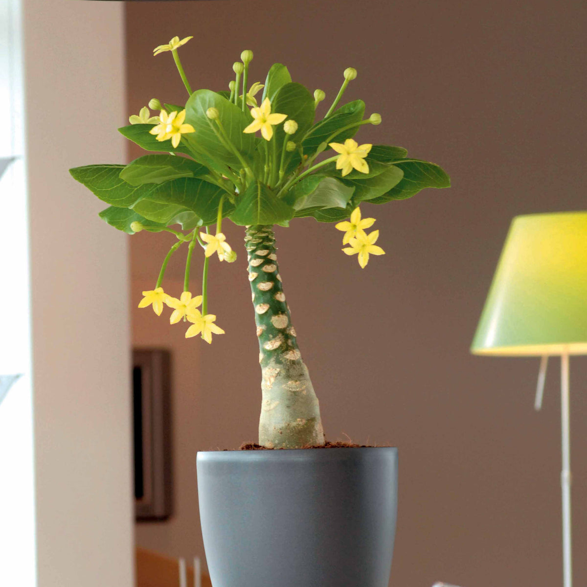 Hawaiiaanse palmboom incl. witte sierpot - Bakker