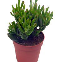 Crassula 'Hobbit' incl. witte sierpot