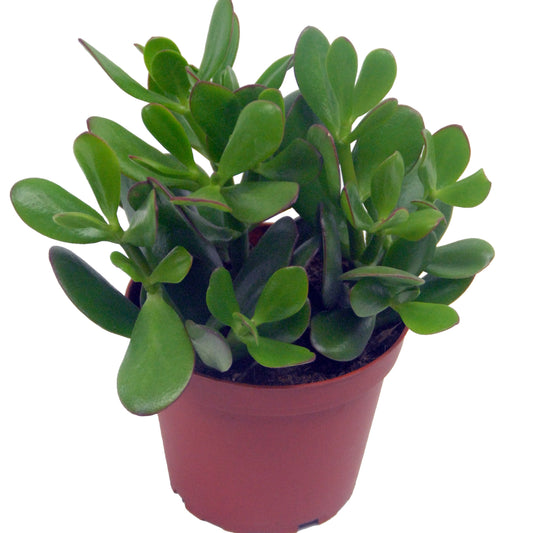 Jadeplant incl. witte sierpot - Bakker