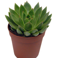 Echeveria incl. witte sierpot