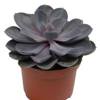 Echeveria 'Pearl van Nuernberg' incl. witte sierpot