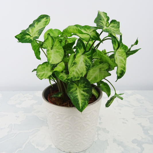 Syngonium 'Pixie' - Bakker