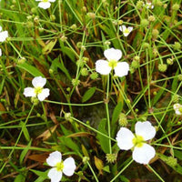 Baldellia ranunculoides