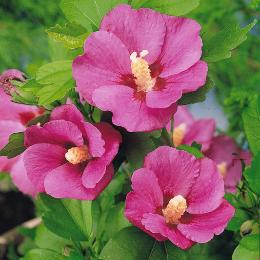 Altheastruik op stam - Hibiscus syriacus - Heesters en vaste planten