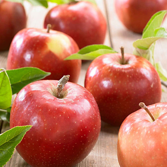 Appelboom 'Jonagold' - Bakker