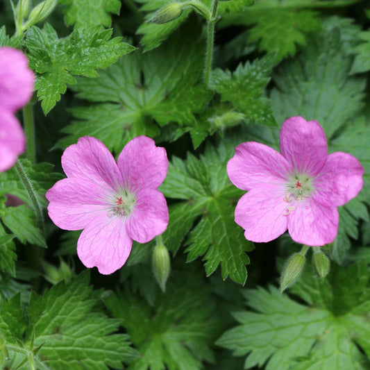 Moerasooievaarsbek - Bakker