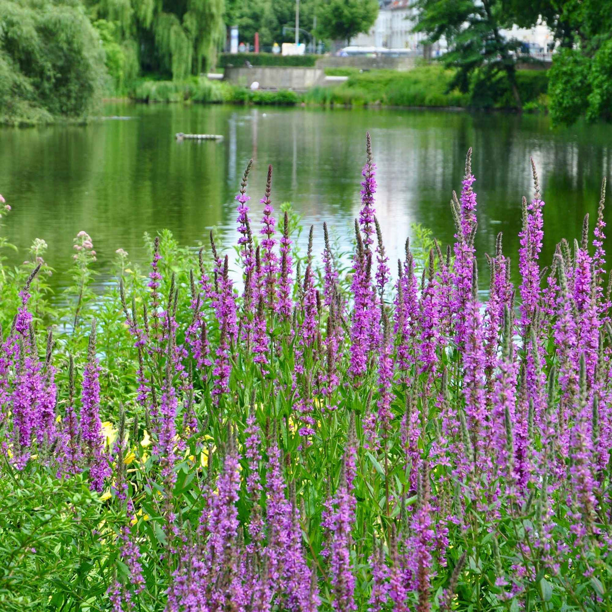 Kattestaart - Lythrum salicaria - Bakker