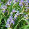 Versicolor Iris