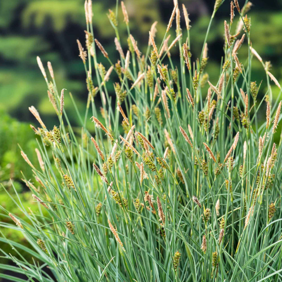Valse Paniekzegge - Carex - Carex panicea - Bakker