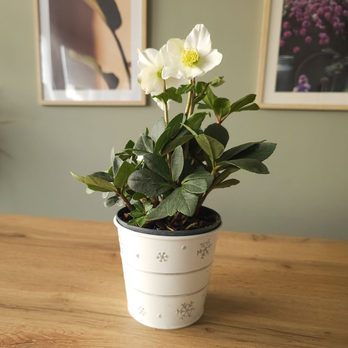 Kamerplanten voor binnen - Kerstroos 'Christmas Carol' en met kerstpot - Helleborus niger Christmas Carol