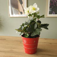 Helleborus niger Christmas Carol - Kerstroos 'Christmas Carol' en met kerstpot - Kamerplanten met bloemen
