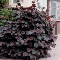 Verkoop Hazelaar Rode Zellernoot