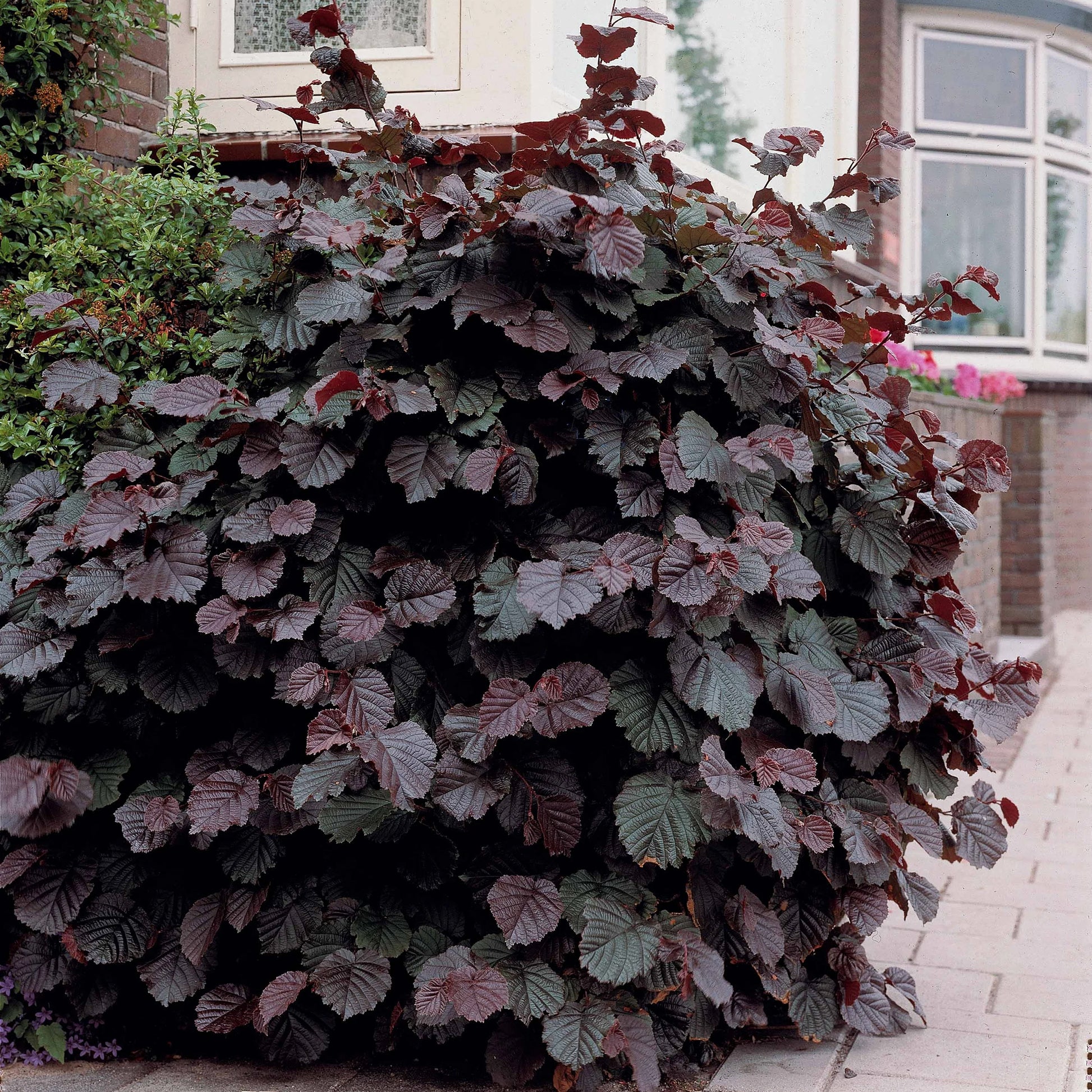 Verkoop Hazelaar Rode Zellernoot