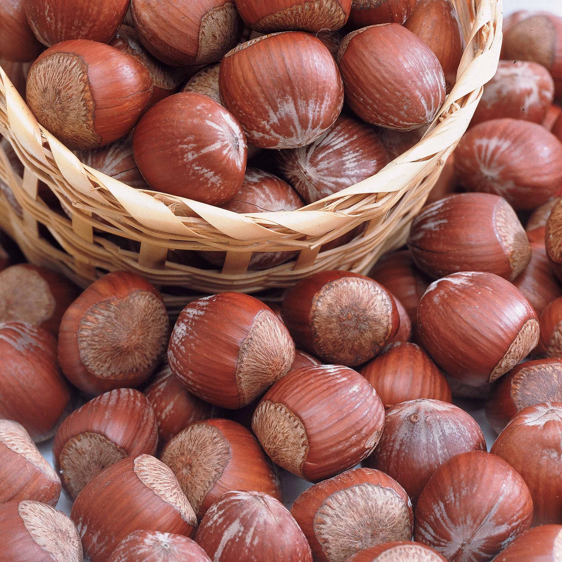 Verkoop Hazelaar Rode Zellernoot - Hazelaar