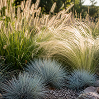 3 siergrassen voor droge grond - Pennisetum alopecuroides,Stipa tenuissima ,Festuca glauca - Bakker