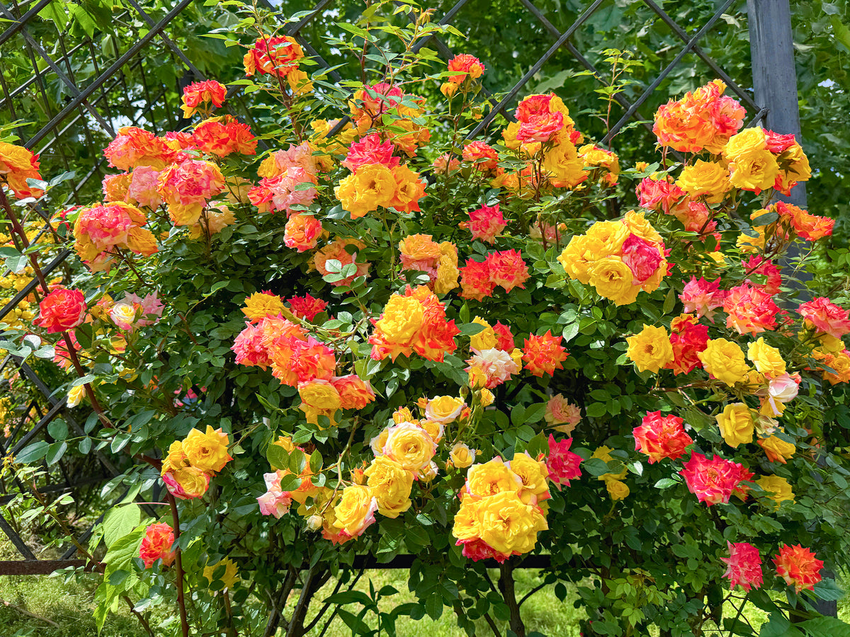Een tuin in warme kleurtinten – tot -30%