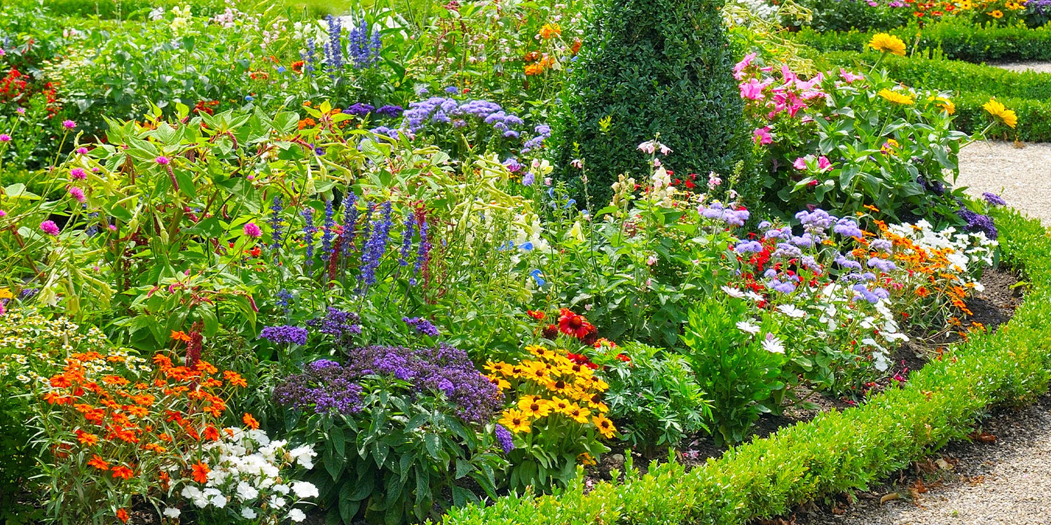 Kleur, smaak en biodiversiteit: de 2e plant met 50%