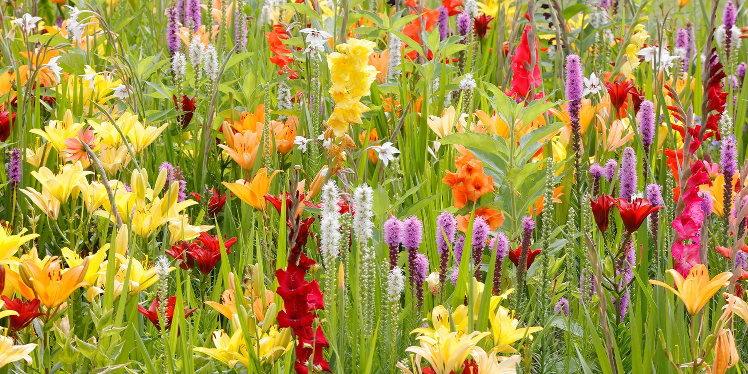 De zomerboeiende bloembollen zijn terug : de tweede bol met 30%!