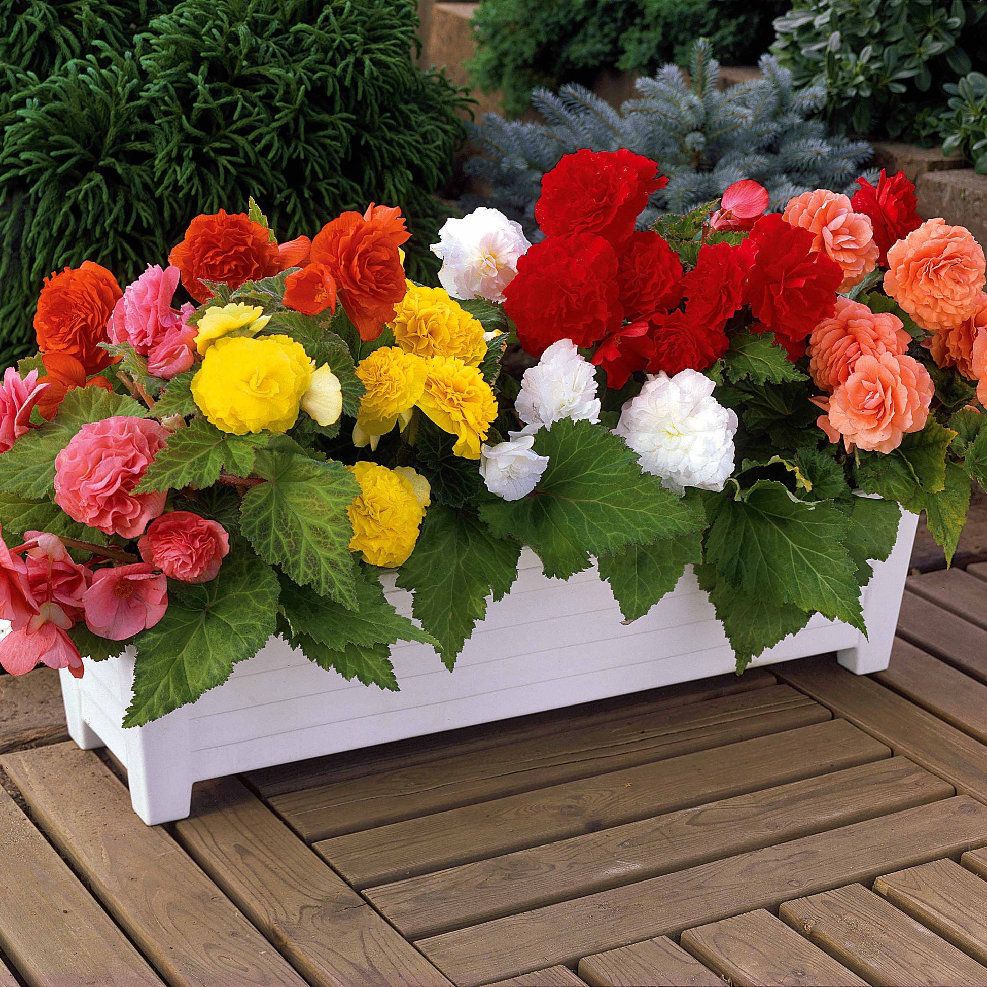 Begonia - Begonia Mix 'Non Stop' (x6) - Begonia multiflora non stop