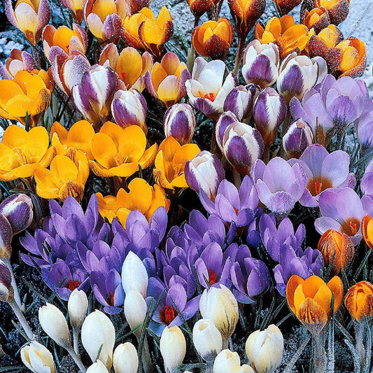 Botanische krokus Mix (x50) - Bakker