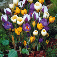 Botanische krokus Mix (x50) - Crocus chrysanthus - Krokussen