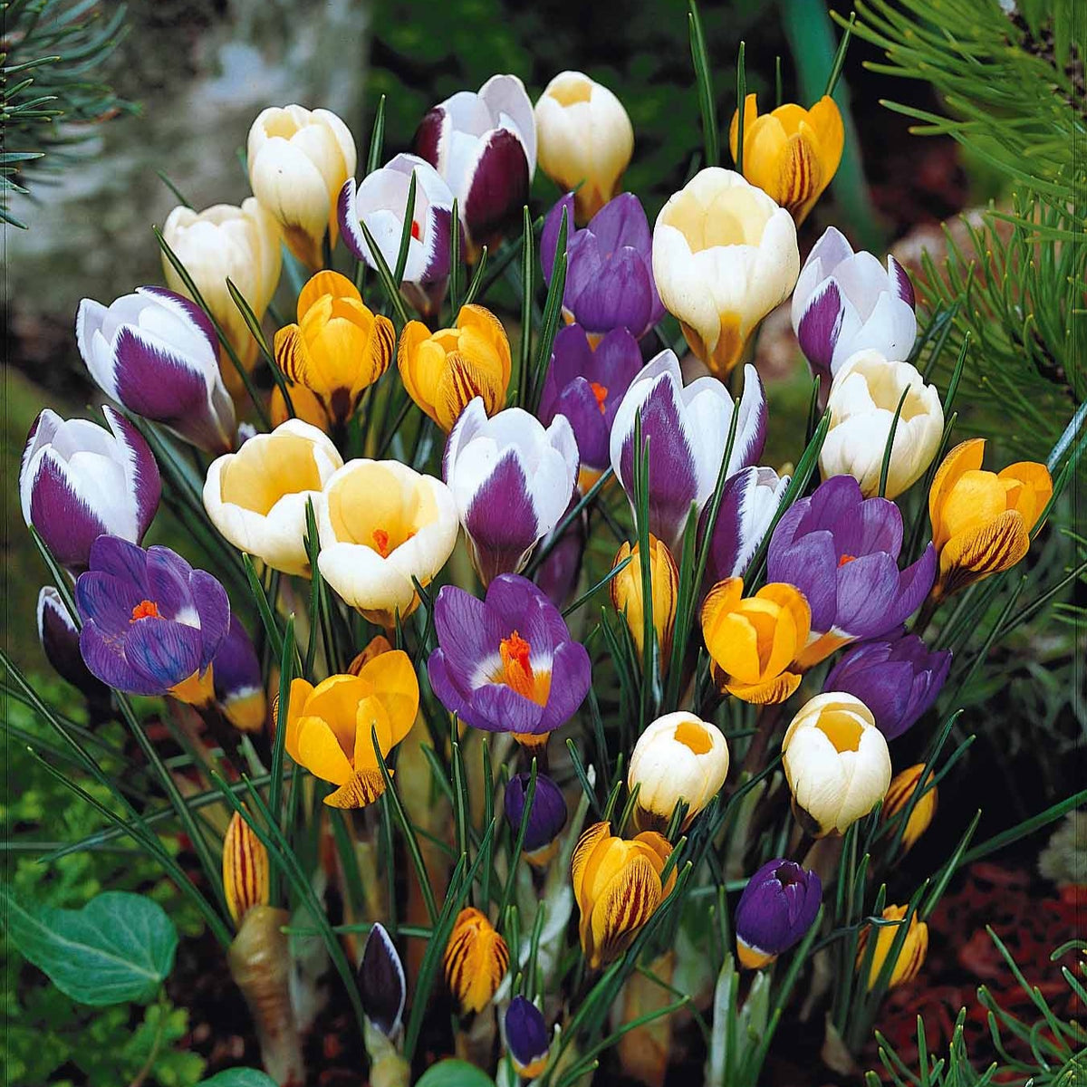 Botanische krokus Mix (x50) - Bakker