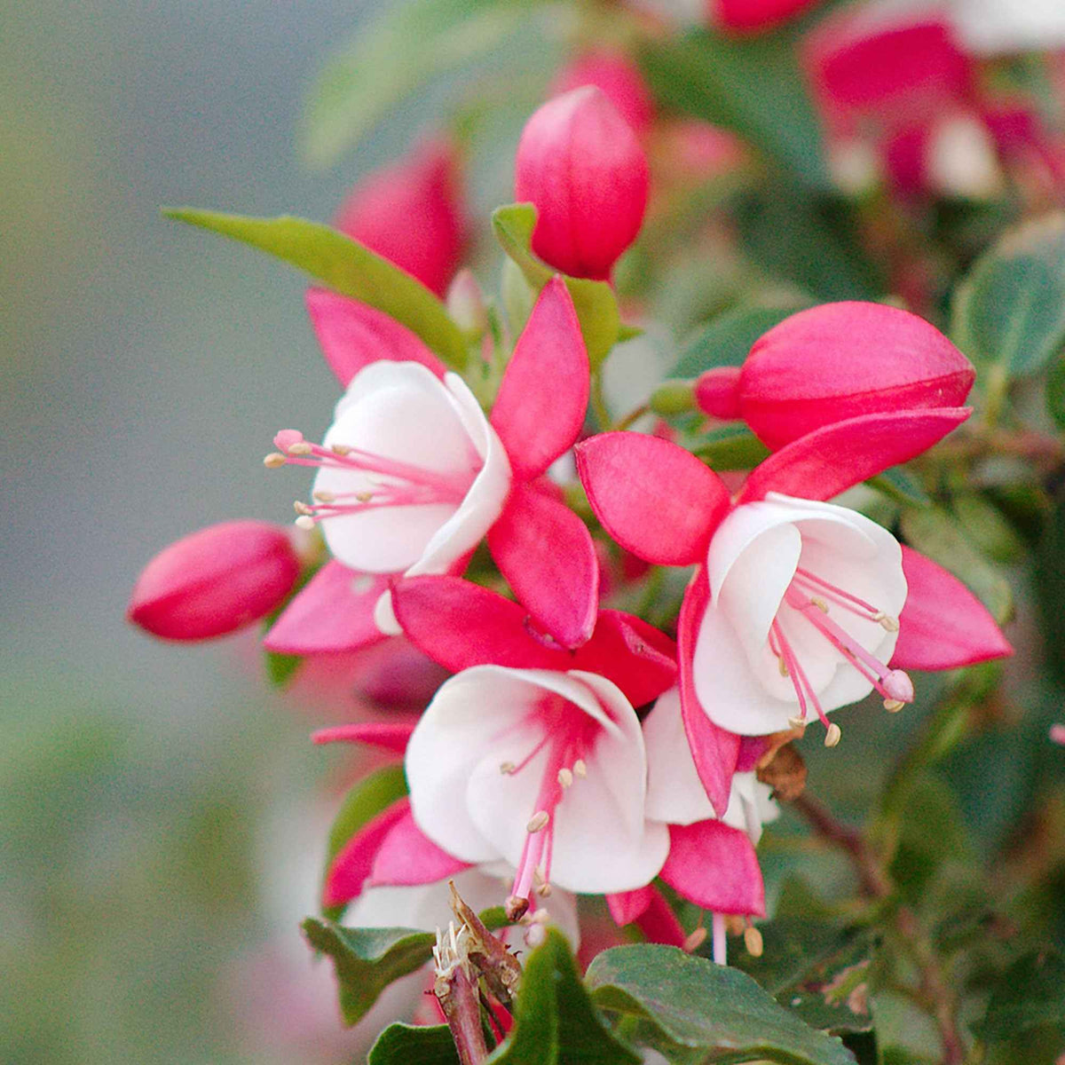 Fuschia de Magellan 'Versicolor' - Fuchsia lady thumb - Bakker