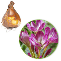 Herfsttijloos 'The Giant' - Colchicum 'the giant'