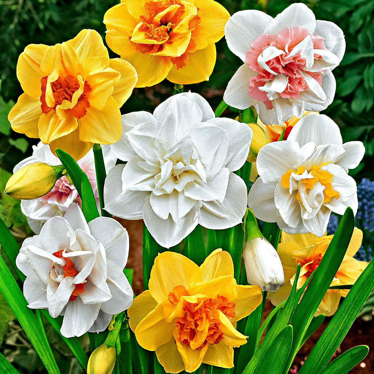 Narcis 'Double Flowers' - Narcissus - Bakker