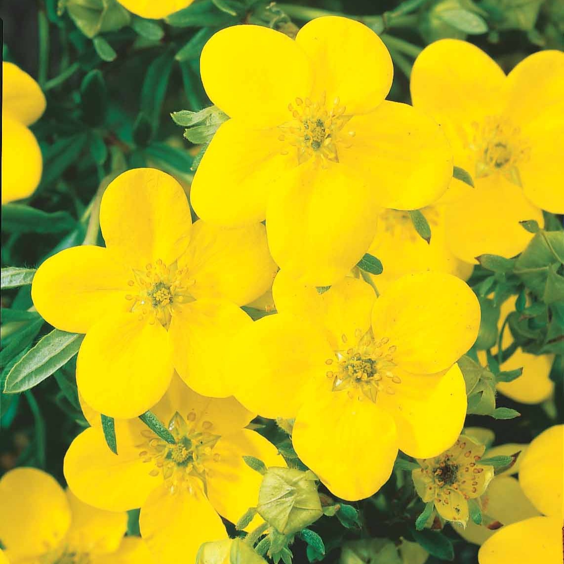 Potentilla fruticosa - Ganzerik - Bloeiende heesters